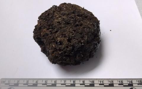 A 150+ year old preserved brain from G-159. A small dark brown wrinkled lump is actually a preserved brain.